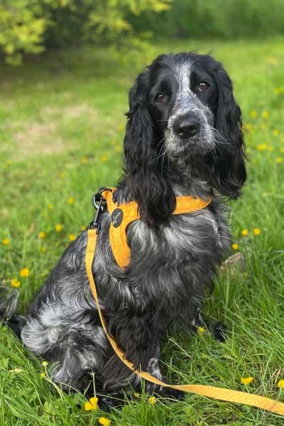 Step-In Harnesses for dogs